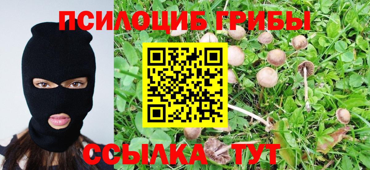 Галлюциногенные грибы MAGIC MUSHROOMS  как найти закладки  Котовск 